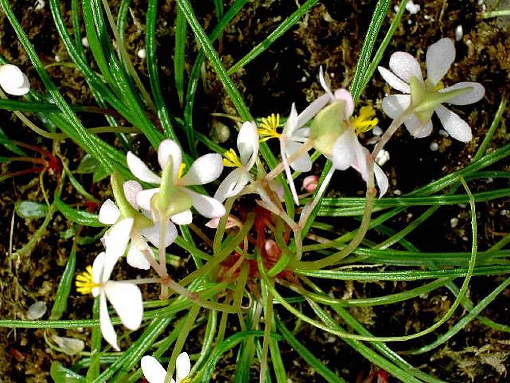 B. bogneri